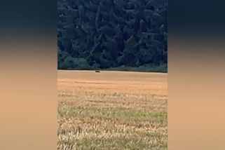 Velkou šelmu viděl v lesích i jihočeský veterinář - Novinky